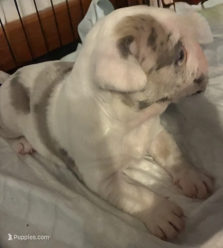 Ghost – American Bully puppy for sale in Rochester Institute of Technology, NY