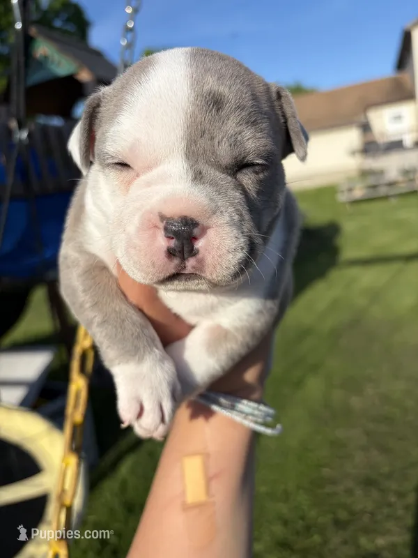 2face – American Bully puppy for sale in Rochester Institute of Technology, NY