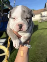 2face, a male American Bully for sale in Rochester Institute of Technology, NY – 1 of 10