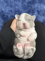2face, a male American Bully for sale in Rochester Institute of Technology, NY – 10 of 10