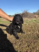 Big Boy, a male Labradoodle for sale in Darlington, SC – 2 of 2