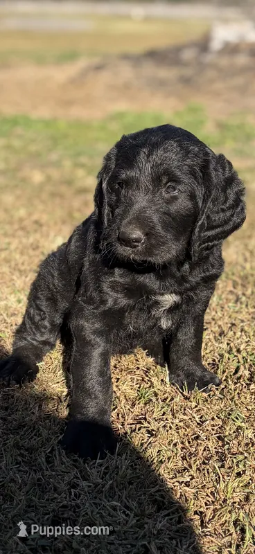 Big Boy – Labradoodle puppy for sale in Darlington, SC