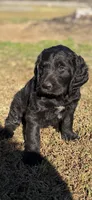 Big Boy, a male Labradoodle for sale in Darlington, SC – 1 of 2