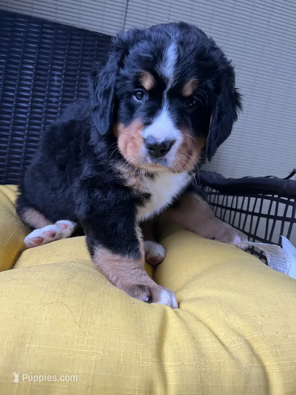Gia – Bernese Mountain Dog puppy for sale in Emporium, PA