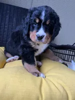 Gia, a female Bernese Mountain Dog for sale in Emporium, PA – 1 of 1