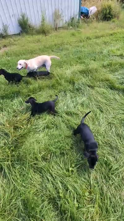 Snoopy, a male Labrador Retriever for sale in Pipersville, PA – 4 of 4