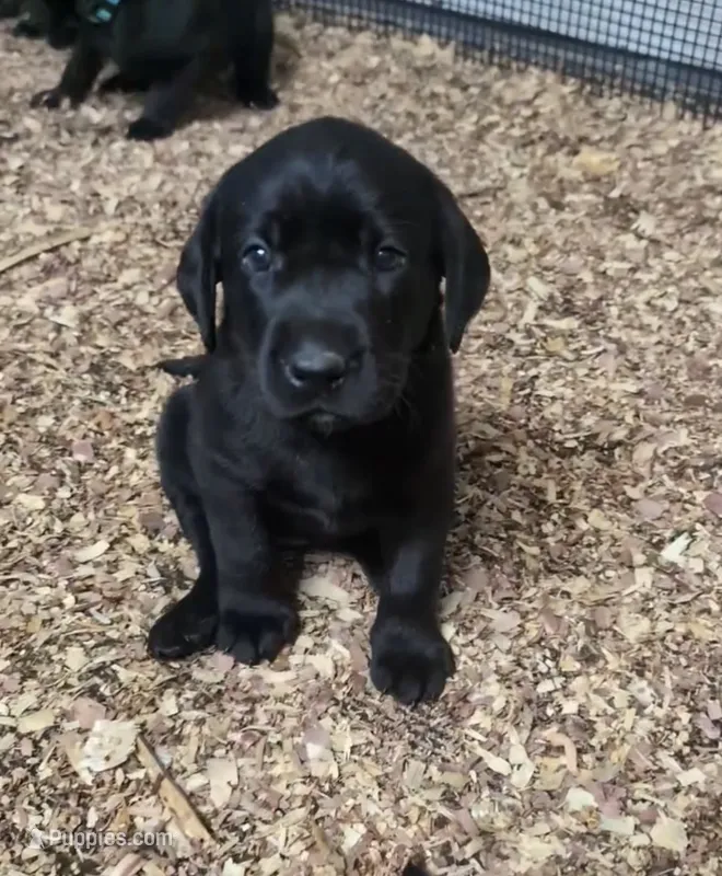 Zazu – Labrador Retriever puppy for sale in Pipersville, PA