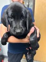 Zazu, a male Labrador Retriever for sale in Pipersville, PA – 2 of 2