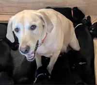 Tinkerbell, a female Labrador Retriever for sale in Pipersville, PA – 2 of 3
