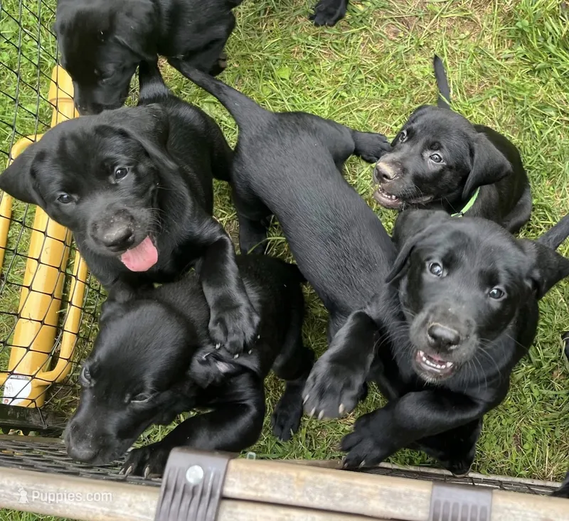 Tinkerbell – Labrador Retriever puppy for sale in Pipersville, PA