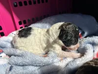 Sleepy AKC (Moyen), a male Poodle - Miniature  for sale in Athens, TN – Photo 5 of 5