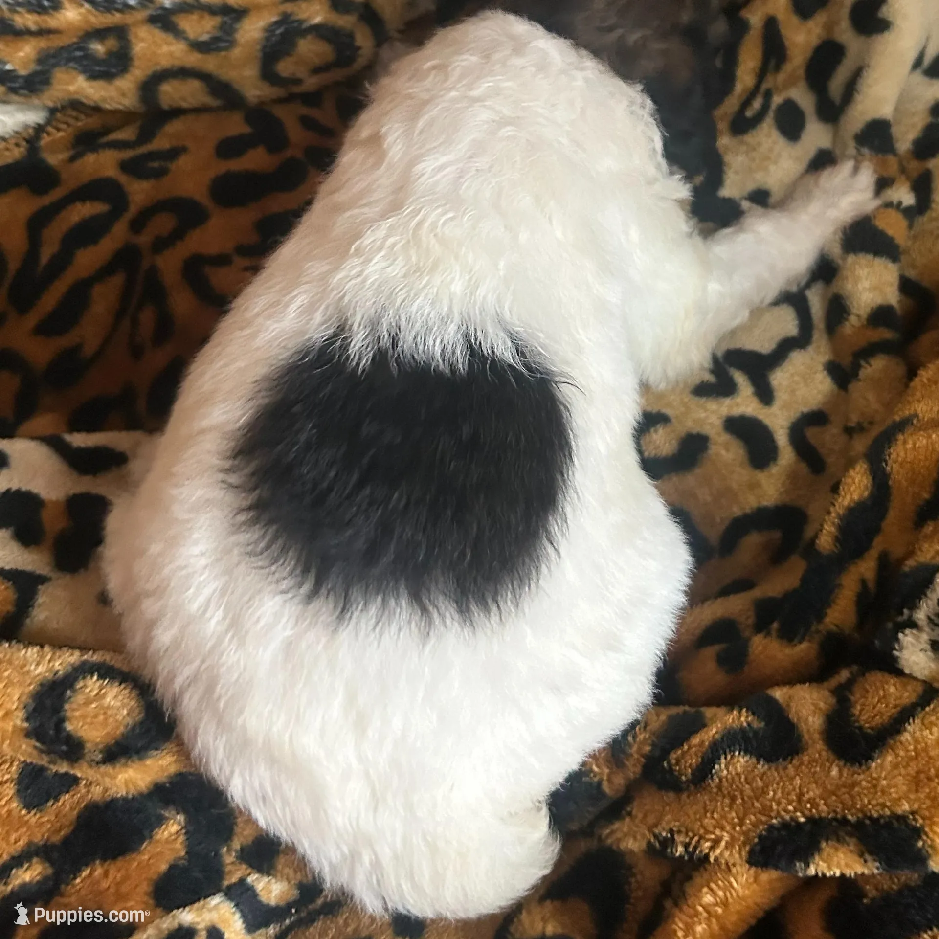 Sleepy AKC (Moyen), a male Poodle - Miniature  for sale in Athens, TN – Photo 4 of 5