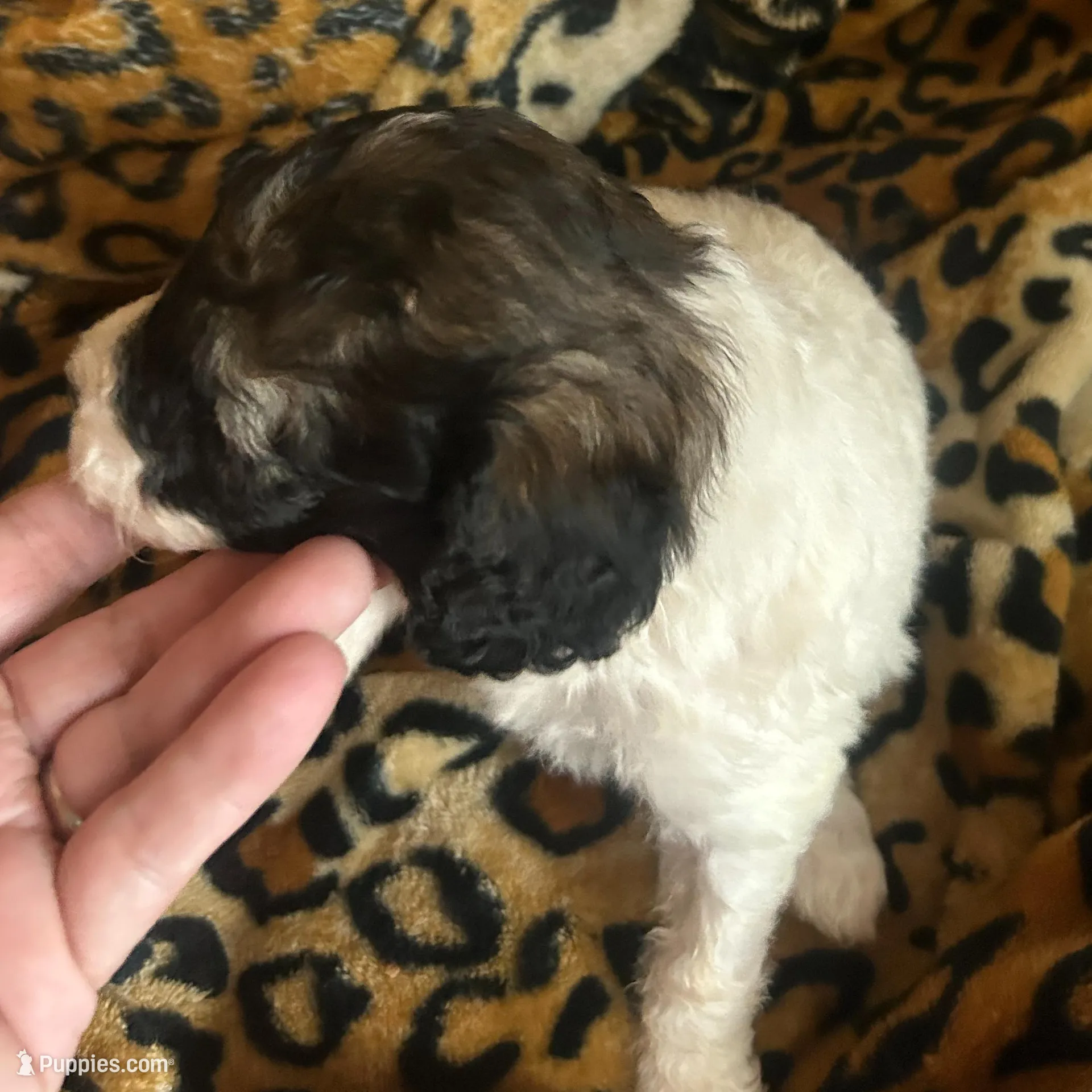 Sleepy AKC (Moyen), a male Poodle - Miniature  for sale in Athens, TN – Photo 2 of 5