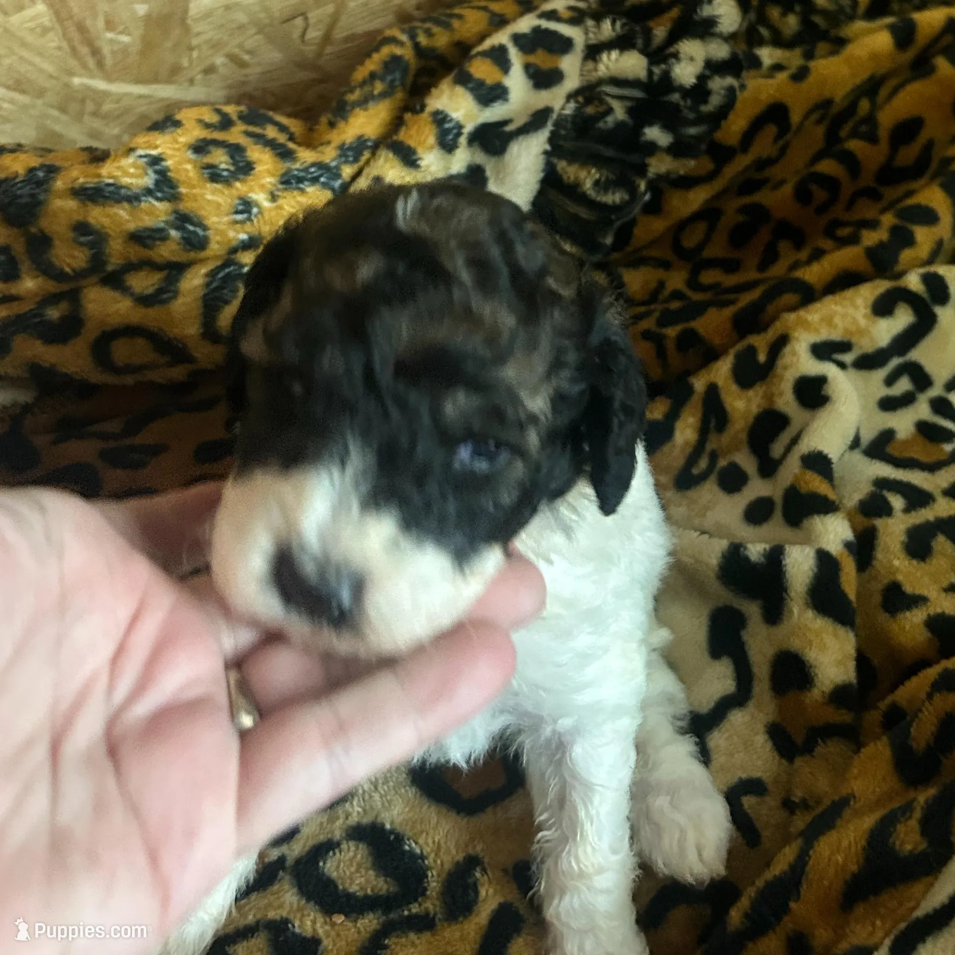 Sleepy AKC (Moyen), a male Poodle - Miniature  for sale in Athens, TN – Photo 3 of 5