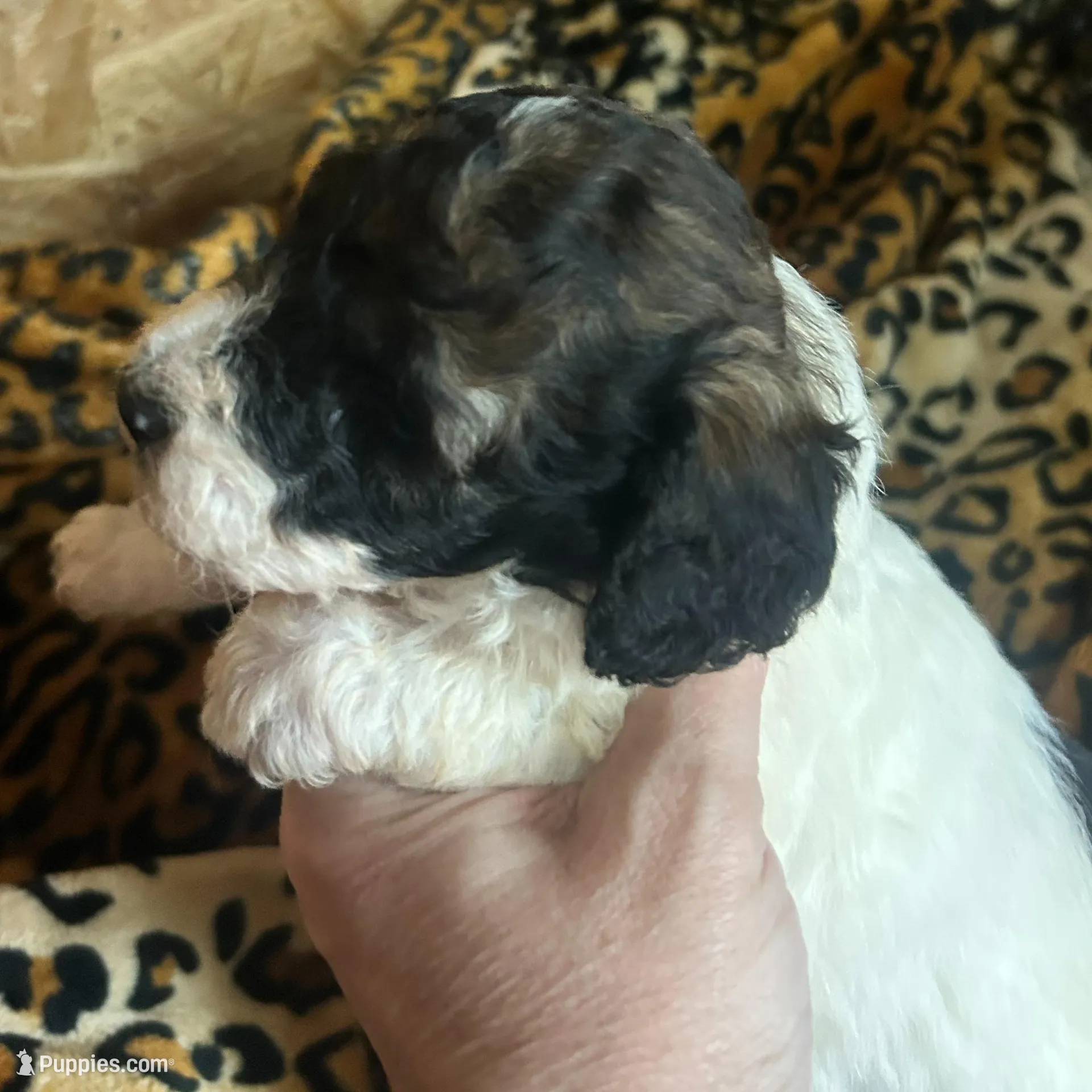 Sleepy AKC (Moyen) – Poodle - Miniature  puppy for sale in Athens, TN