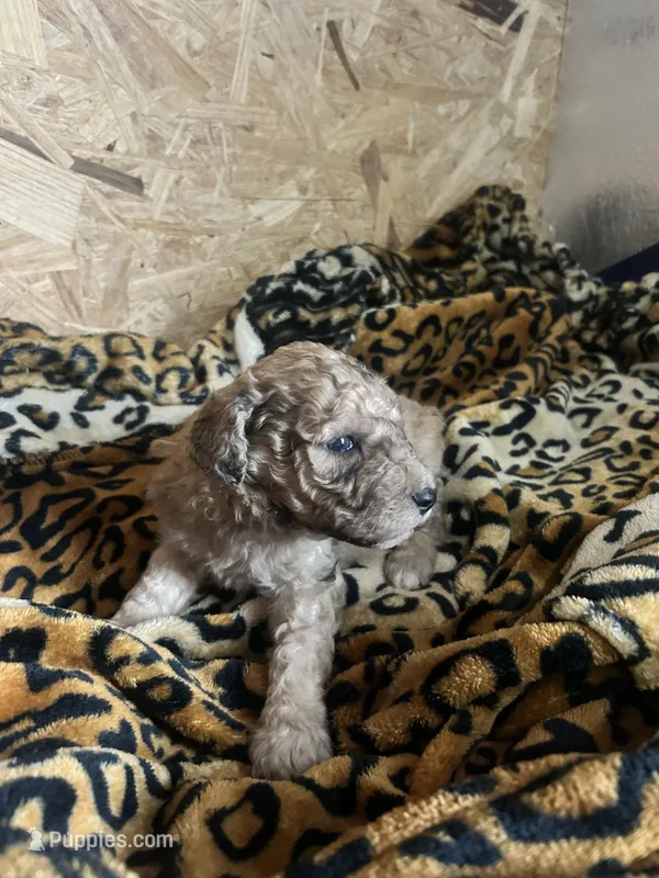 Doc AKC (Moyen) – Poodle - Miniature  puppy for sale in Athens, TN