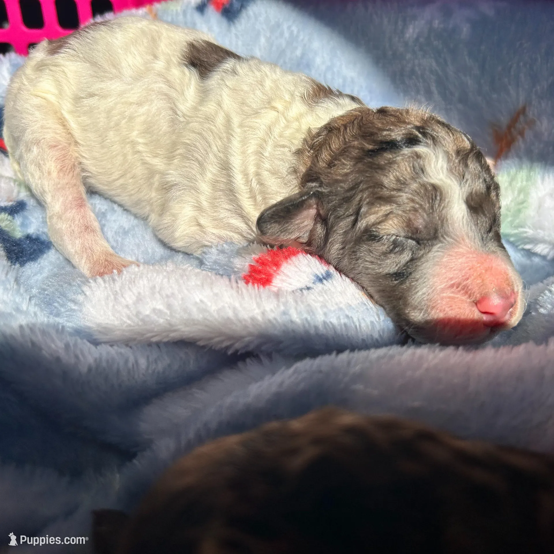 Lightening AKC (Moyen), a male Poodle - Miniature  for sale in Athens, TN – Photo 4 of 4