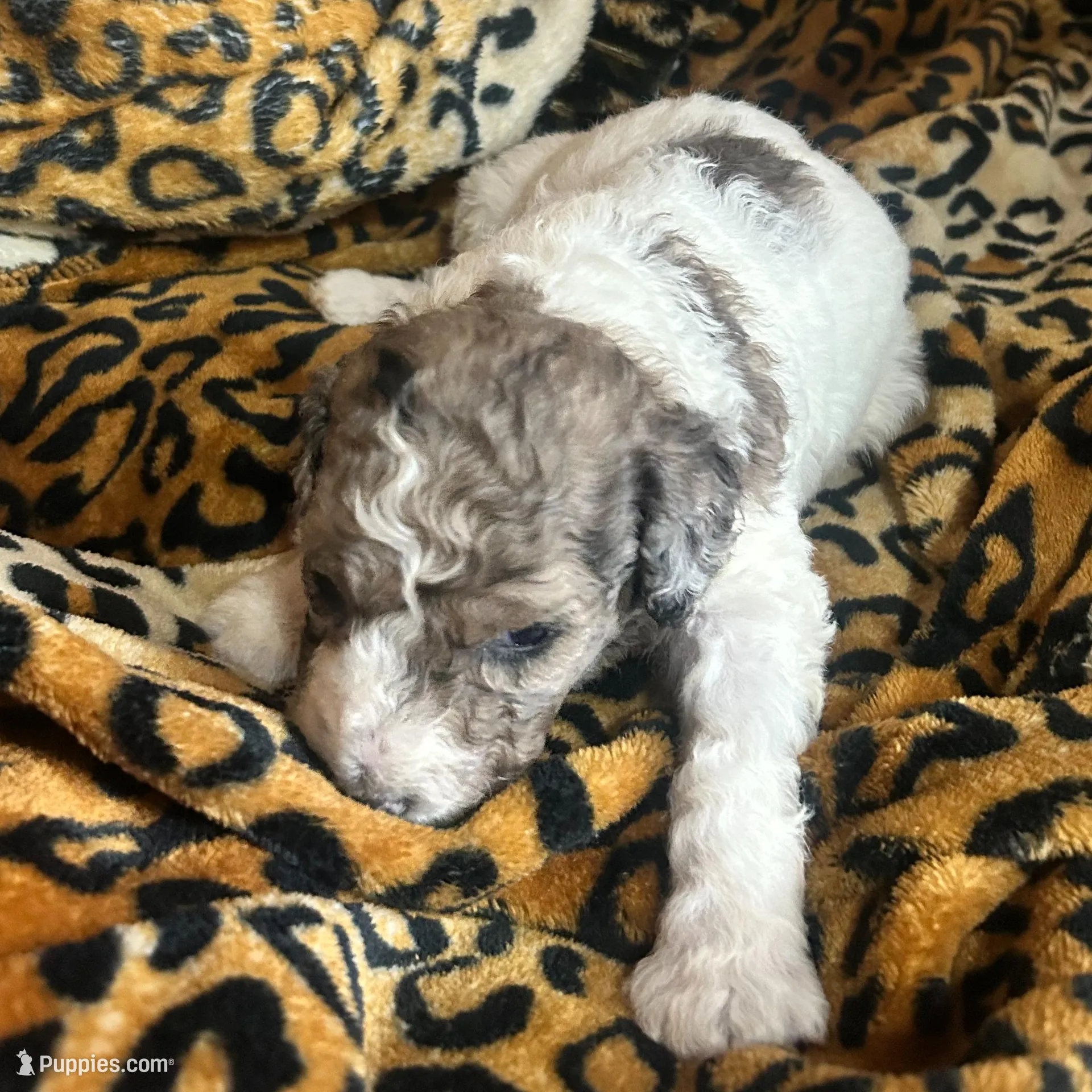 Lightening AKC (Moyen) – Poodle - Miniature  puppy for sale in Athens, TN