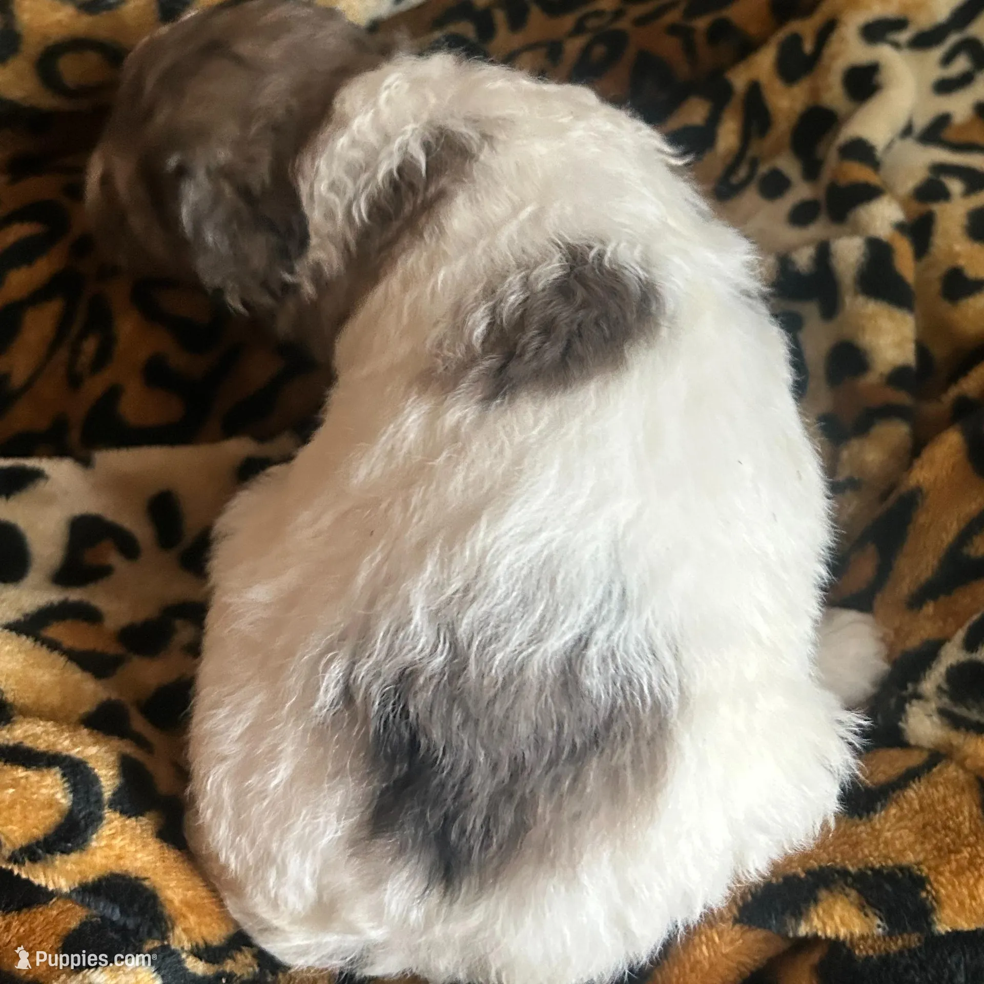 Lightening AKC (Moyen), a male Poodle - Miniature  for sale in Athens, TN – Photo 3 of 4