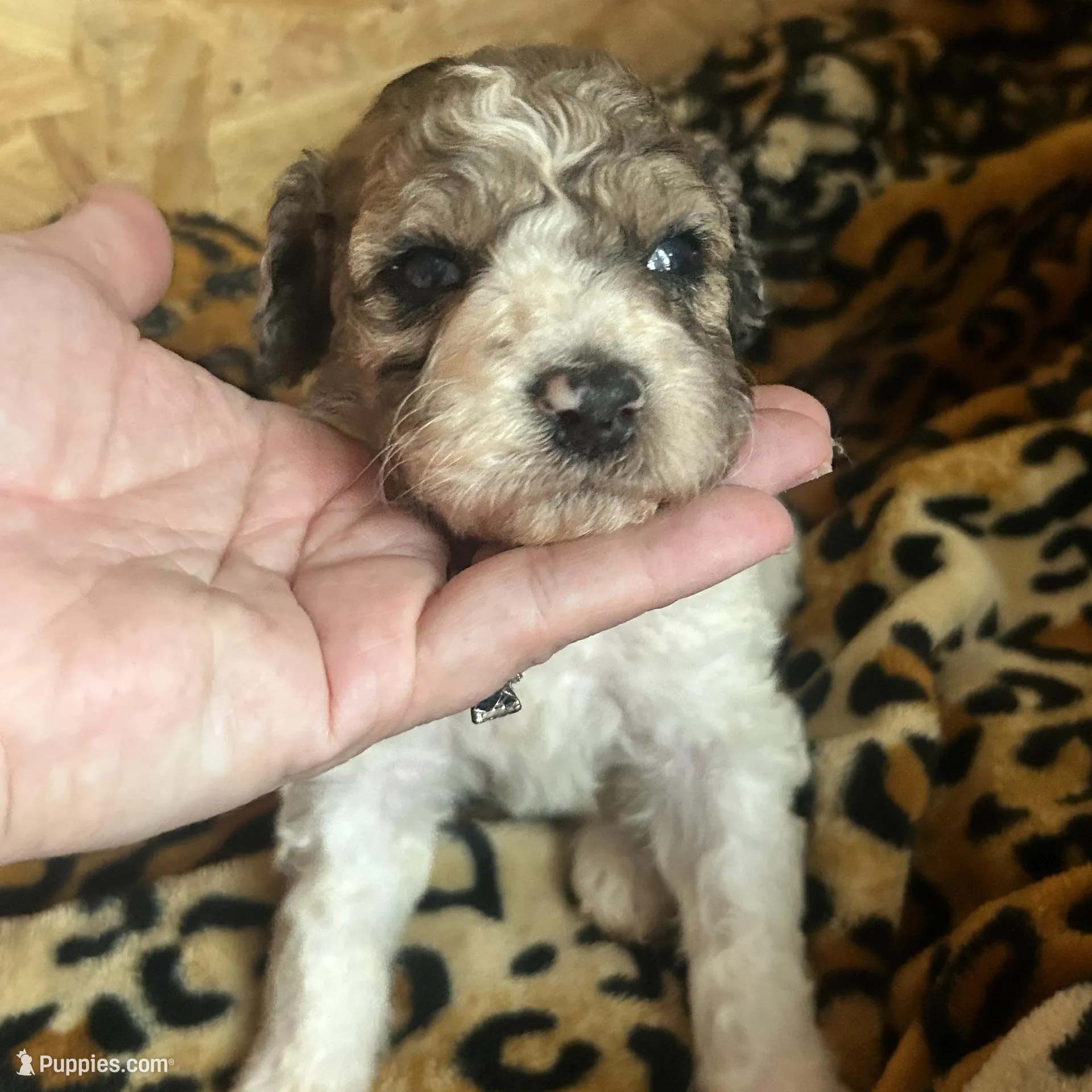 Lightening AKC (Moyen), a male Poodle - Miniature  for sale in Athens, TN – Photo 2 of 4