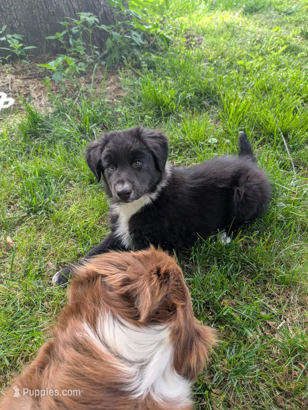 Bear – Australian Shepherd puppy for sale in Kirksey, KY