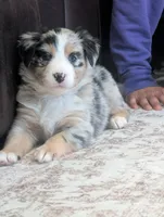 Barcley, a female Australian Shepherd for sale in Kirksey, KY – Photo 1 of 9