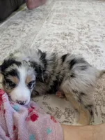 Barcley, a female Australian Shepherd for sale in Kirksey, KY – Photo 5 of 9