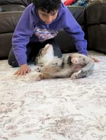 Barcley, a female Australian Shepherd for sale in Kirksey, KY – Photo 4 of 9