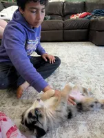 Barcley, a female Australian Shepherd for sale in Kirksey, KY – Photo 7 of 9