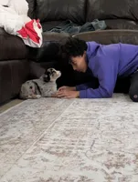 Barcley, a female Australian Shepherd for sale in Kirksey, KY – Photo 2 of 9