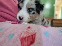 Barcley, a female Australian Shepherd for sale in Kirksey, KY – Photo 9 of 9
