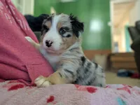 Barcley, a female Australian Shepherd for sale in Kirksey, KY – Photo 8 of 9
