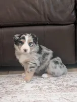 Barcley, a female Australian Shepherd for sale in Kirksey, KY – Photo 6 of 9