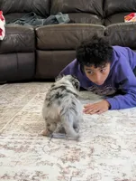 Barcley, a female Australian Shepherd for sale in Kirksey, KY – Photo 3 of 9