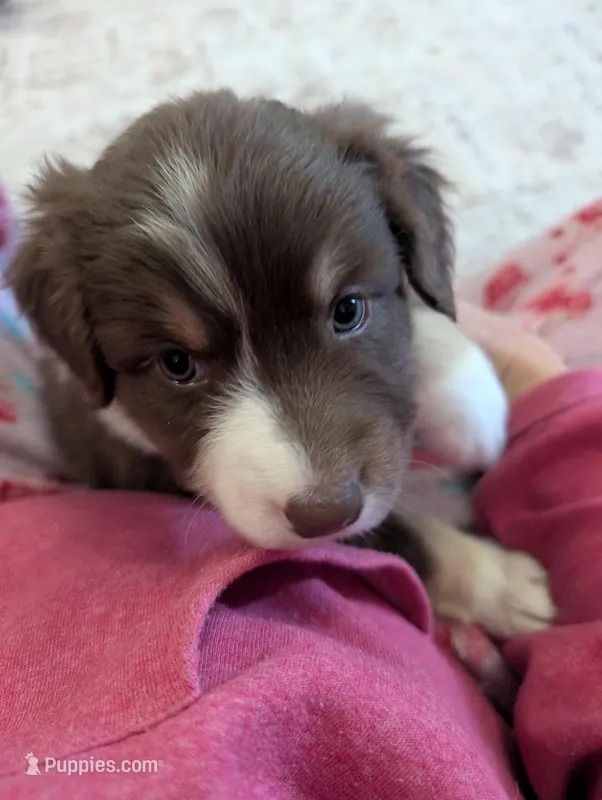 Purdy – Australian Shepherd puppy for sale in Kirksey, KY
