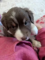 Purdy, a female Australian Shepherd for sale in Kirksey, KY – Photo 1 of 6