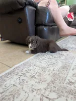 Purdy, a female Australian Shepherd for sale in Kirksey, KY – Photo 5 of 6