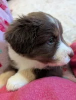 Purdy, a female Australian Shepherd for sale in Kirksey, KY – Photo 3 of 6