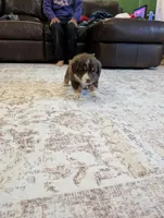 Purdy, a female Australian Shepherd for sale in Kirksey, KY – Photo 6 of 6