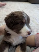 Purdy, a female Australian Shepherd for sale in Kirksey, KY – Photo 2 of 6
