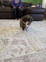 Purdy, a female Australian Shepherd for sale in Kirksey, KY – Photo 4 of 6