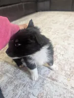 Boots, a male Australian Shepherd for sale in Kirksey, KY – Photo 8 of 8