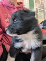 Boots, a male Australian Shepherd for sale in Kirksey, KY – Photo 4 of 8