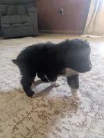 Boots, a male Australian Shepherd for sale in Kirksey, KY – Photo 6 of 8