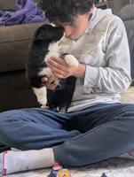 Boots, a male Australian Shepherd for sale in Kirksey, KY – Photo 2 of 8