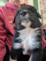 Boots, a male Australian Shepherd for sale in Kirksey, KY – Photo 7 of 8