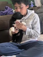 Boots, a male Australian Shepherd for sale in Kirksey, KY – Photo 5 of 8