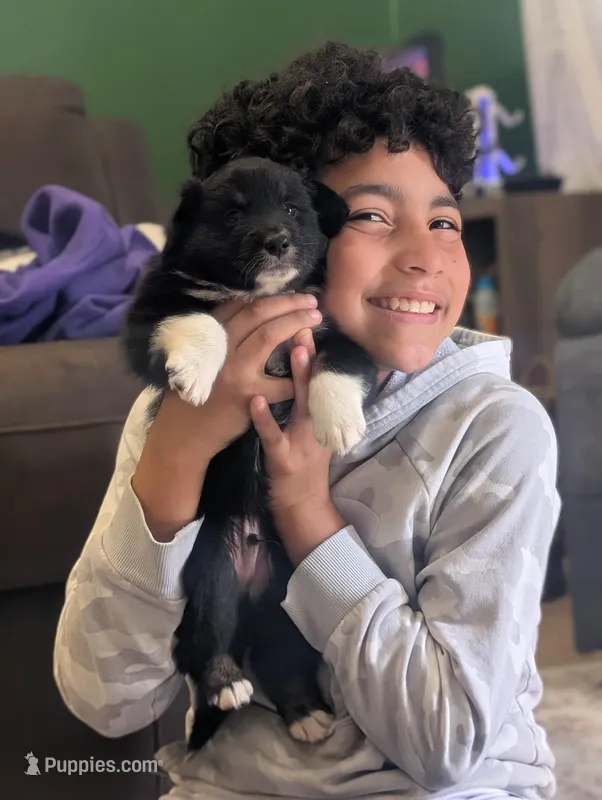 Boots – Australian Shepherd puppy for sale in Kirksey, KY