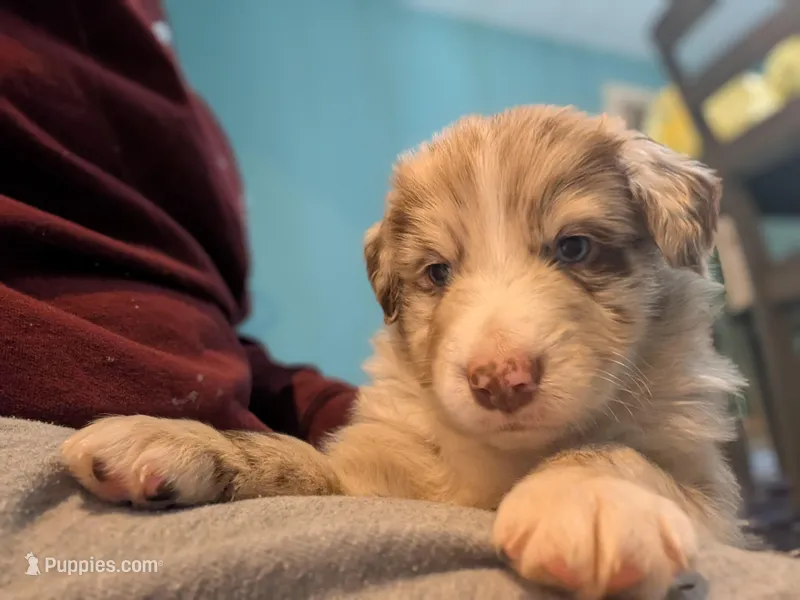 Frank – Australian Shepherd puppy for sale in Kirksey, KY