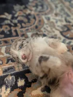 Frank, a male Australian Shepherd for sale in Kirksey, KY – Photo 2 of 8